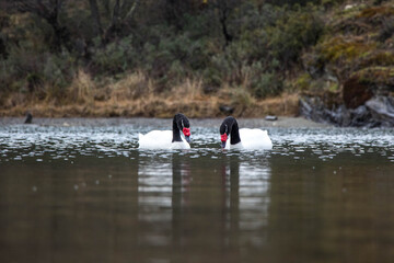 TIERRA DEL FUEGO NATIONAL PARK, USHUAIA, ARGENTINA - SEPTEMBER 07, 2017: Black-necked swans swim peacefully at the park's rivers.
