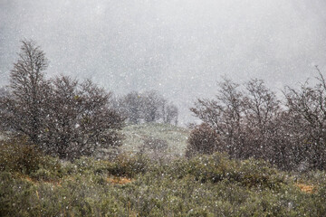 Obraz na płótnie Canvas TIERRA DEL FUEGO NATIONAL PARK, USHUAIA, ARGENTINA - SEPTEMBER 07, 2017: Snow falling while wind blows the dry trees and grass.