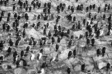 Fototapeta premium TIERRA DEL FUEGO NATIONAL PARK, USHUAIA, ARGENTINA - SEPTEMBER 03, 2017: Cormorant colony on an island in The Beagle Channel, in Ushuaia. Black and White photography.