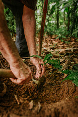plantando árvore na natureza muda de árvore 