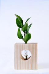 wooden support base for plant decoration, flower isolated on white background.