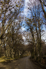 Obraz premium TIERRA DEL FUEGO NATIONAL PARK, USHUAIA, ARGENTINA - SEPTEMBER 07, 2017: Pathway surrounded by trees.