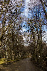 TIERRA DEL FUEGO NATIONAL PARK, USHUAIA, ARGENTINA - SEPTEMBER 07, 2017: Pathway surrounded by trees.