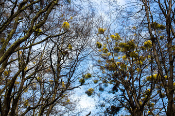 TIERRA DEL FUEGO NATIONAL PARK, USHUAIA, ARGENTINA - SEPTEMBER 07, 2017: Trees at the end of winter with a few remaining yellow leafs.