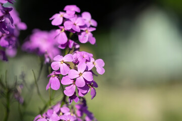 Obraz premium Closeup of dame's rocket blossoms (Hesperis matronalis).