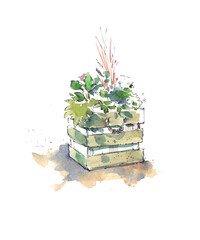 Flower bed watercolor illustration. Summer object 