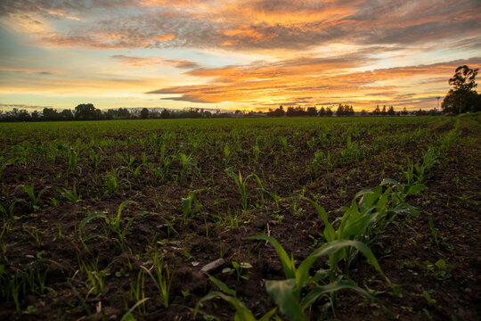 Cornfield in Tultepec, Mexico. / Campo de ma&iacute;z en Tultepec, Estado de M&eacute;xico, Mexico.