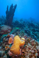 Caribbean coral garden