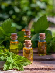 essential oil bottles with fresh melissa in the nature blurred background with bokeh lights	