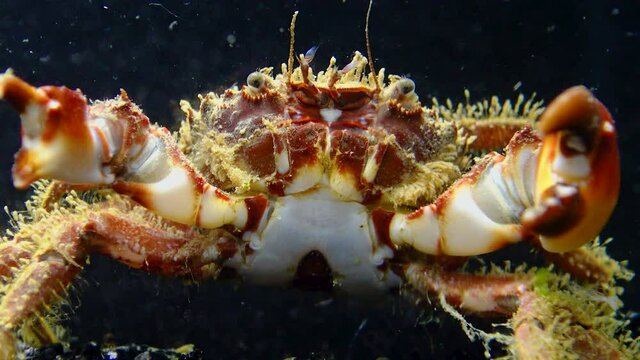 Bristly crab or hairy crab (Pilumnus hirtellus),  close-up of a crab on the seabed, Black Sea.