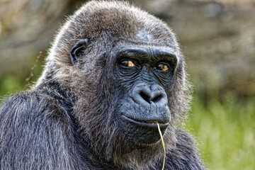 Gorilla auf Augenhöhe