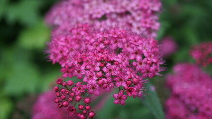 Macro purple flowers in summer