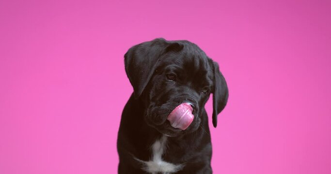 cute cane corso dog licking his nose and sitting against purple background