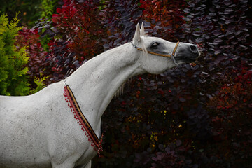 Head of a beautiful gray arabian horse on natural dark background, portrait closeup