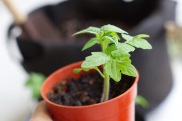 トマトの苗を植える