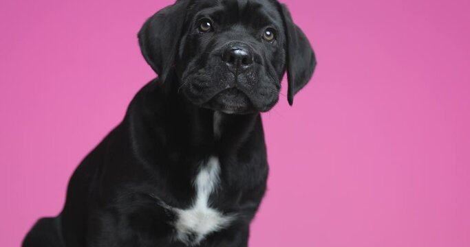seated cane corso dog licking his mouth, looking to his side on purple background