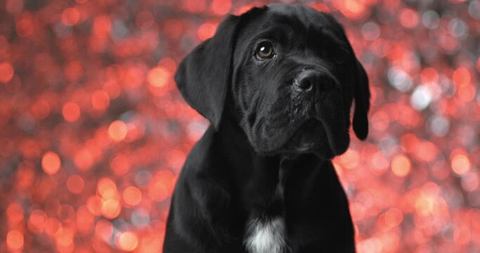 adorable cane corso dog looking away the to his side against a background with lights