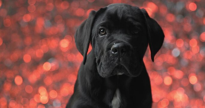 cute cane corso dog being distracted from the camera against a background with lights