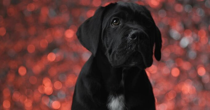 seated black cane corso dog looking away then turning to side 