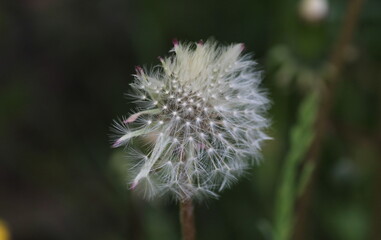 dandelion seed head