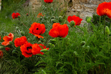 Poppy flowers