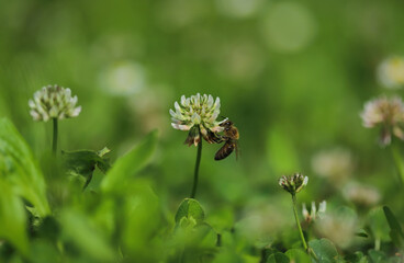 Flower and bee in the grass