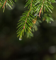 Pine tree with needles and  clear water droplet