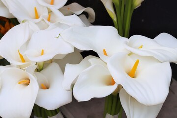 Calla flowers, fresh large bright white 