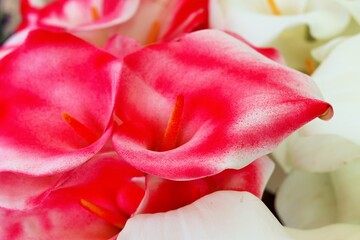 Calla flowers, fresh large pink color 