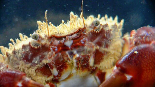 Bristly crab or hairy crab (Pilumnus hirtellus),  close-up of a crab on the seabed, Black Sea.