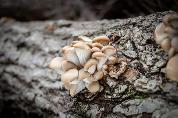 Oyster mushrooms (Pleurotus ostreatus) growing on a log