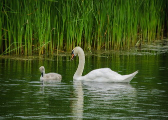 Swan with sygnet