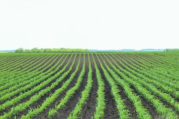 Fototapeta na wymiar Field with young seedlings of corn 
