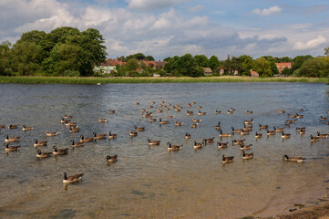Wildlife, Hornsea Mere
