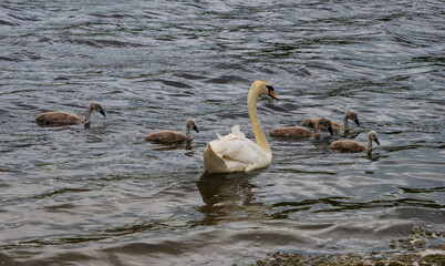 Swan with Cygnets