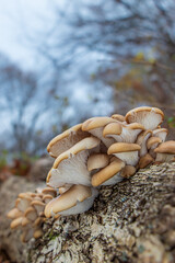 Oyster mushrooms (Pleurotus ostreatus) growing on a log