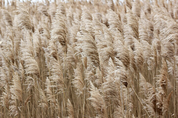 Dry reed on the lake, reed layer, reed seeds. Golden reed grass, pampas grass. Abstract natural background. Beautiful pattern with neutral colors. Minimal, stylish, trend concept