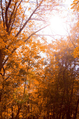 Fototapeta premium A picturesque path in the forest thicket. Summer landscape.