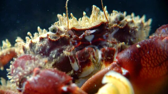 Bristly crab or hairy crab (Pilumnus hirtellus),  close-up of a crab on the seabed, Black Sea.