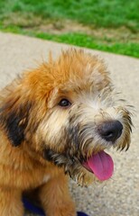 View of a Soft Coated Wheaten Terrier puppy dog