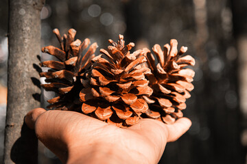 Fototapeta premium Beautiful cones in the forest. Delicate background of the autumn forest.