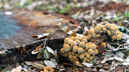 Group of young mushrooms growing on the edge of a tree stump, in autumn