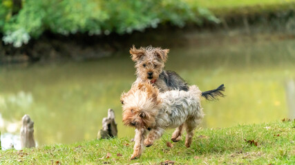 Fighting game between two adorable little Yorkshire Terrier dogs