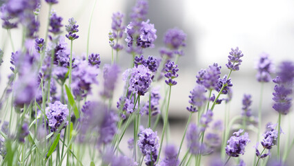 Lavender flowers in Japan. Lavender flowers blooming which have purple color and good fragrant for relaxing in summer season. Blooming Lavender at Furano North side of Hokkaido Japan.