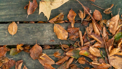 Close-up of chestnut and plane tree leaves that have fallen on openwork wooden planks, in autumn