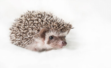 Cute African pygmy hedgehog on a light white background. African pygmy hedgehog looks straight into the camera
