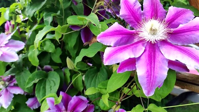 Clematis. Beautiful pink flowers of clematis over green background. Purple clematis flowers. Pink clematis flowers in the garden