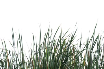 In selective focus wild grass leaves with wind blowing on white isolated background for green foliage backdrop 