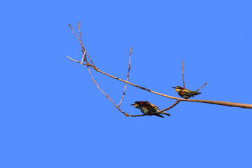 
A pair of golden bee-eaters on dry branches against a blue sky ..