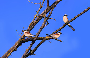 A trio of young of the year Shrike sit on branches against a blue sky ..